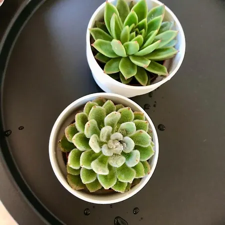 Villa Vanilla Charming Family House Lajares